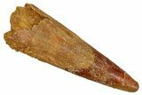 Fossil Pterosaur (Siroccopteryx) Tooth - Morocco #354884-1